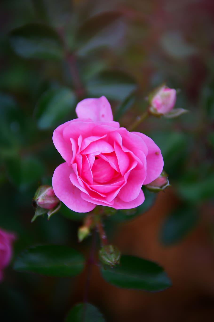 910x1369 HD wallpaper: pink, rose, autumn rose, fall flowers, nature