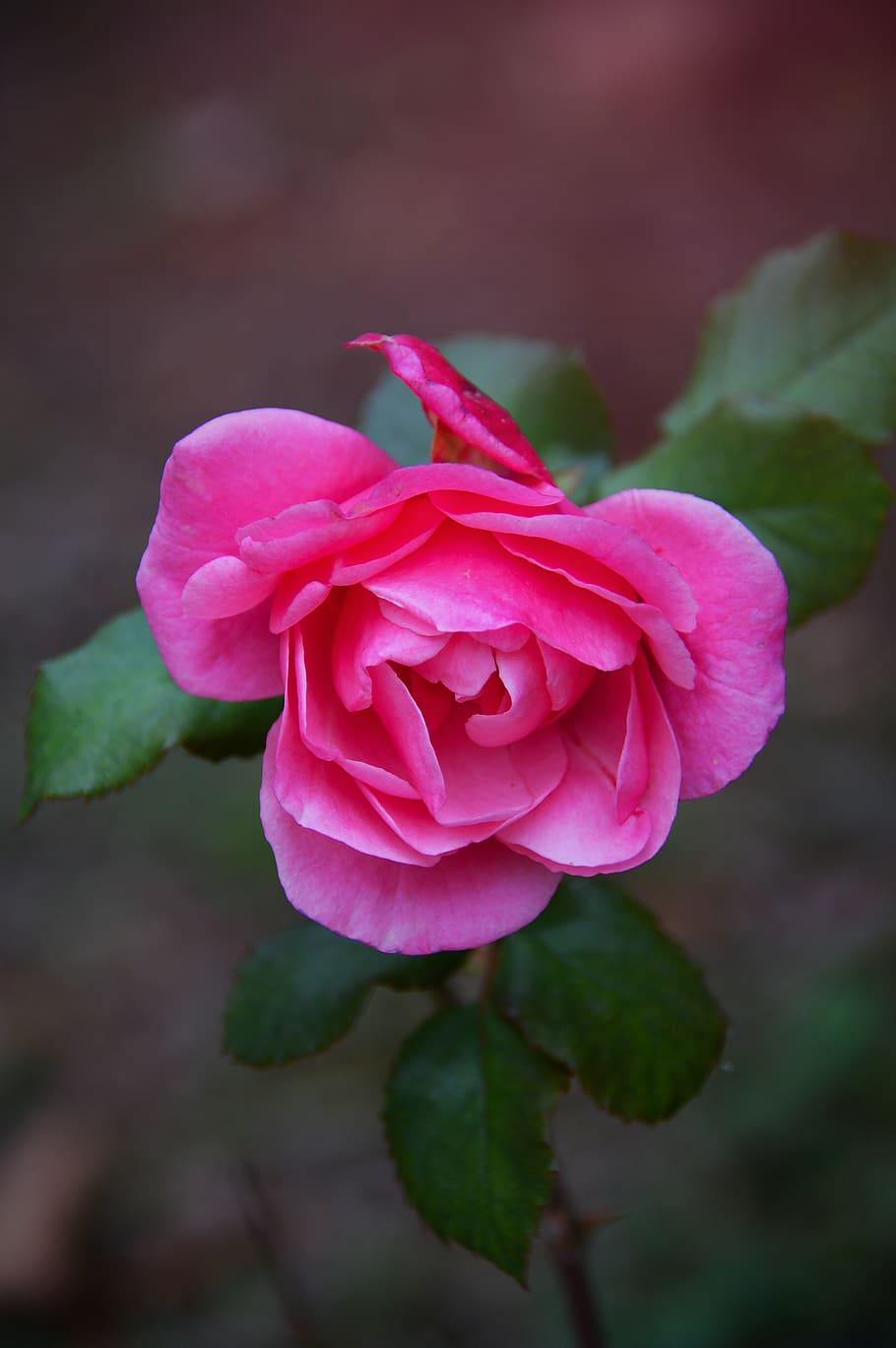 910x1369 HD wallpaper: pink, rose, autumn rose, fall flowers, nature