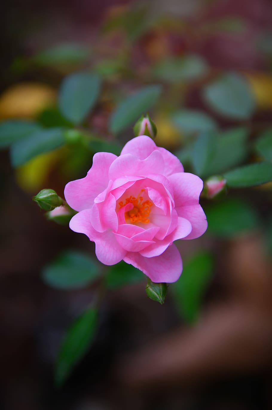 910x1369 HD wallpaper: pink, rose, autumn rose, fall flowers, nature