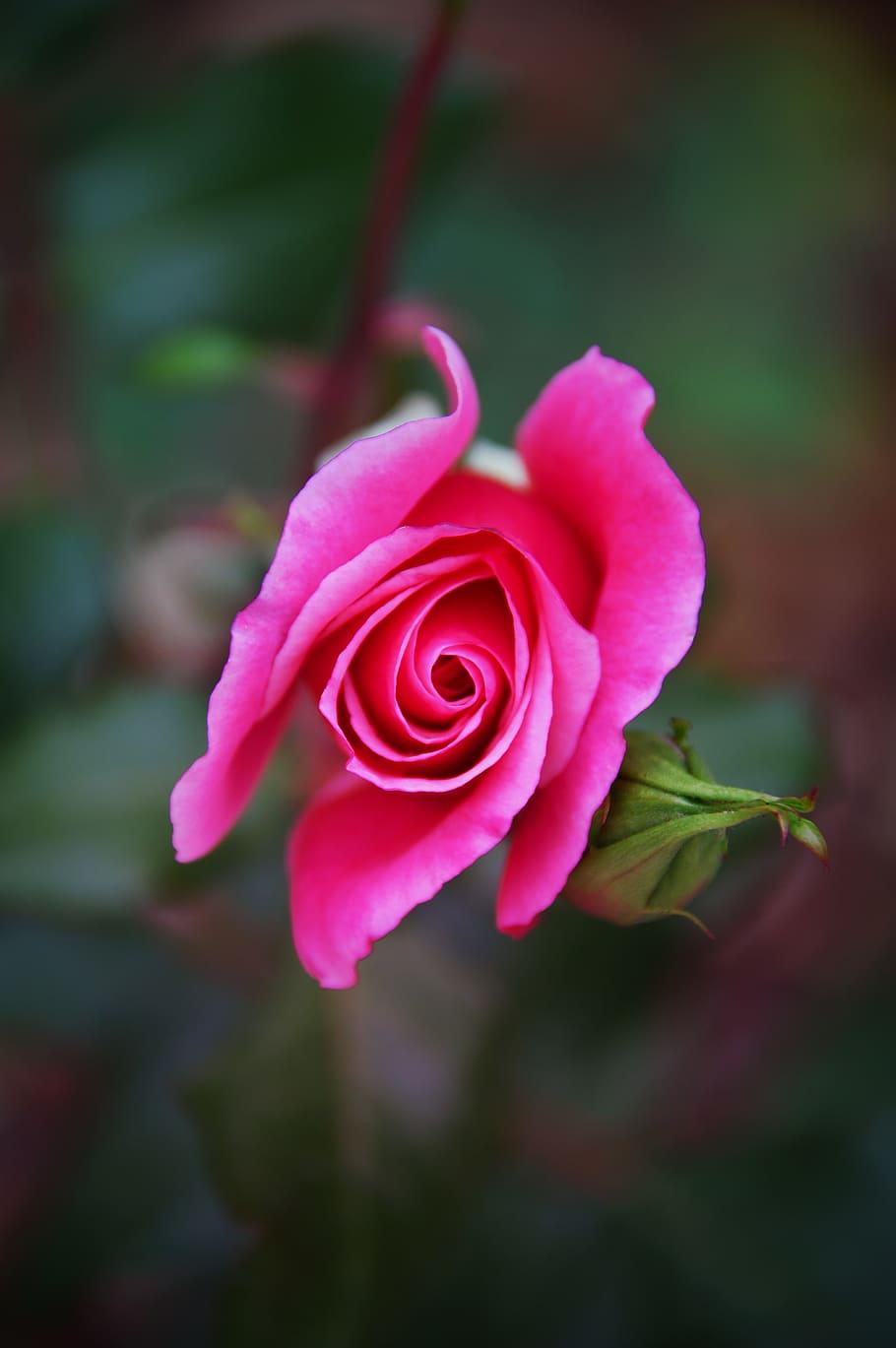 910x1369 HD wallpaper: pink, rose, autumn rose, fall flowers, nature