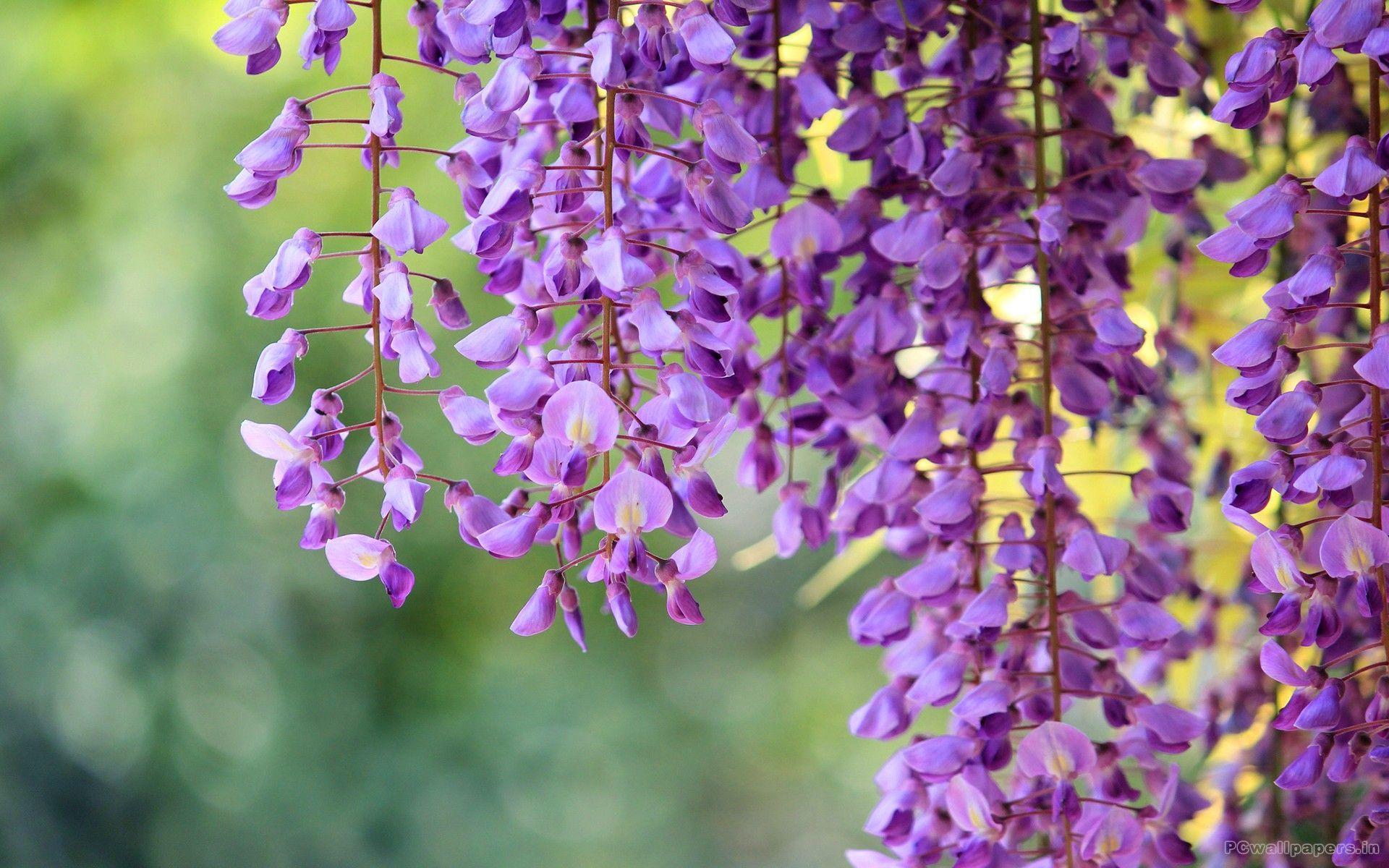 Wisteria Tree Wallpapers Top Free Wisteria Tree Backgrounds