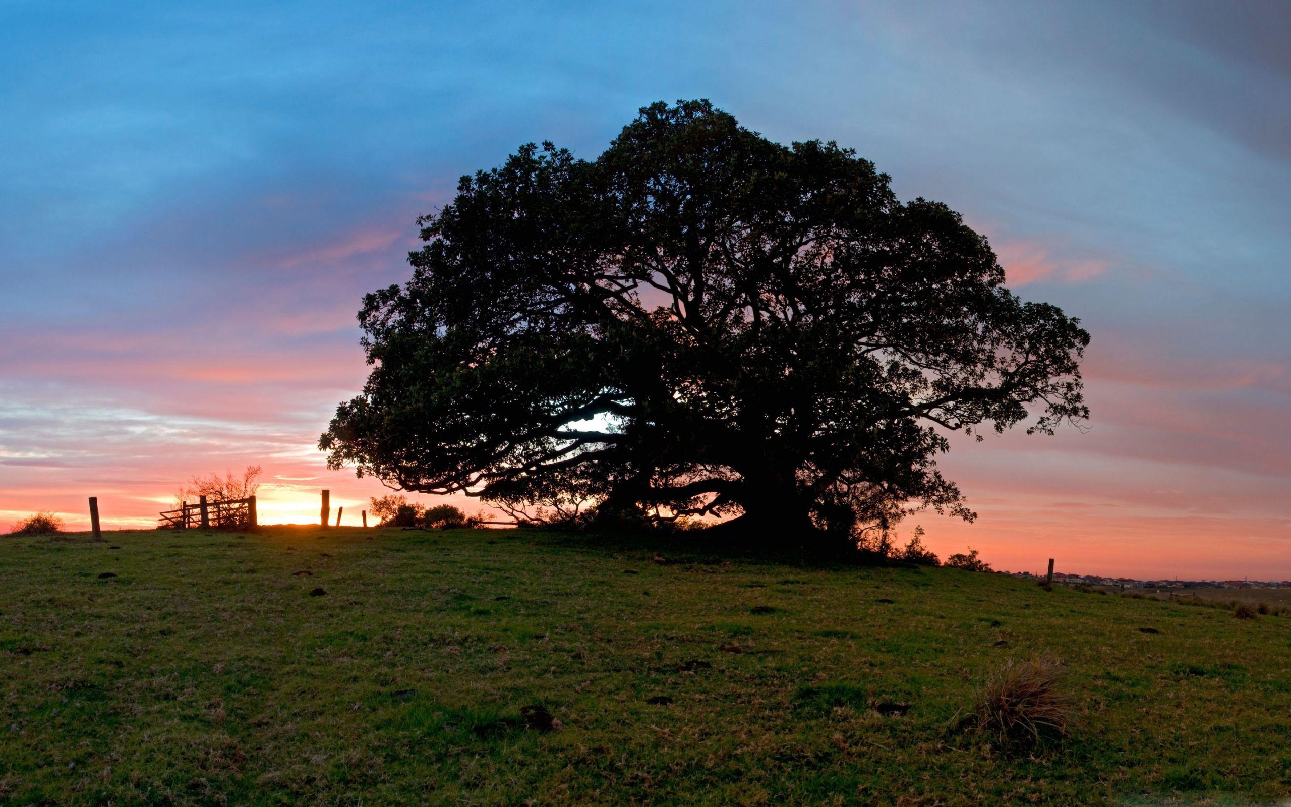 2560x1600 Big Tree Mac Wallpaper Download