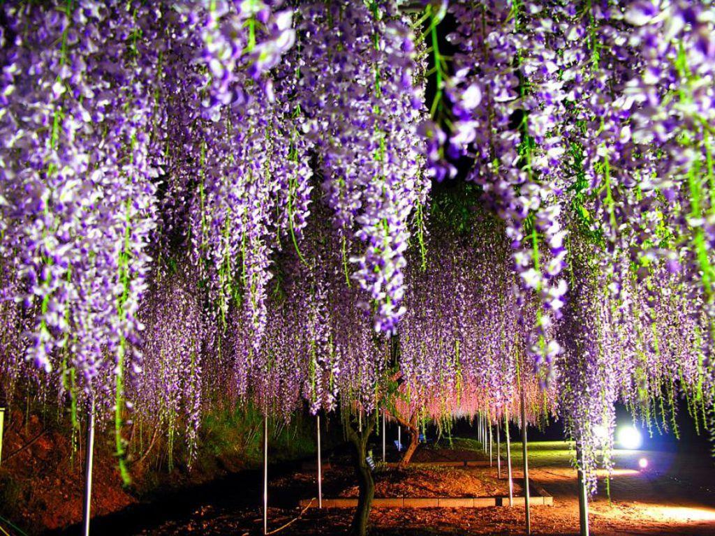 Wisteria Tree Wallpapers - Top Free Wisteria Tree Backgrounds ...