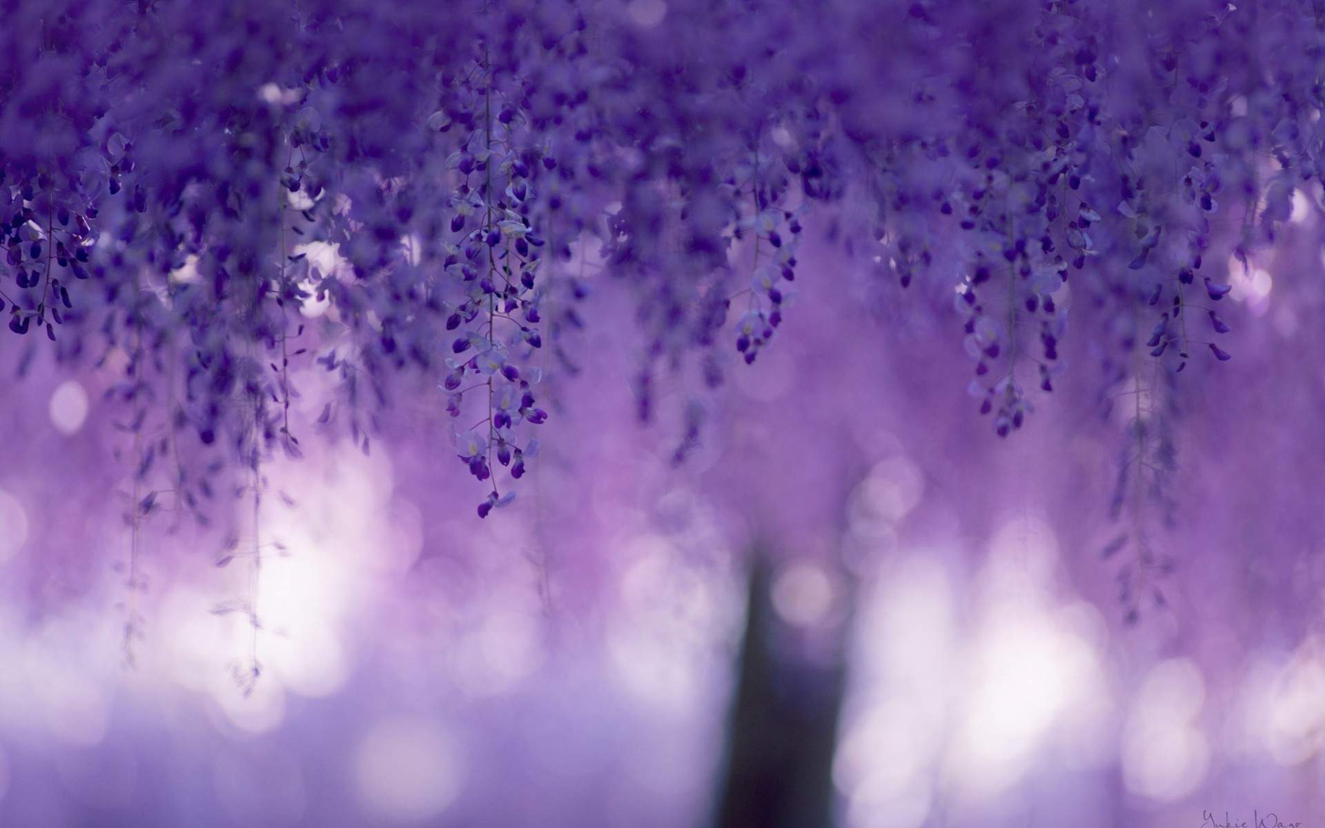 Wisteria Tree Wallpapers - Top Free Wisteria Tree Backgrounds