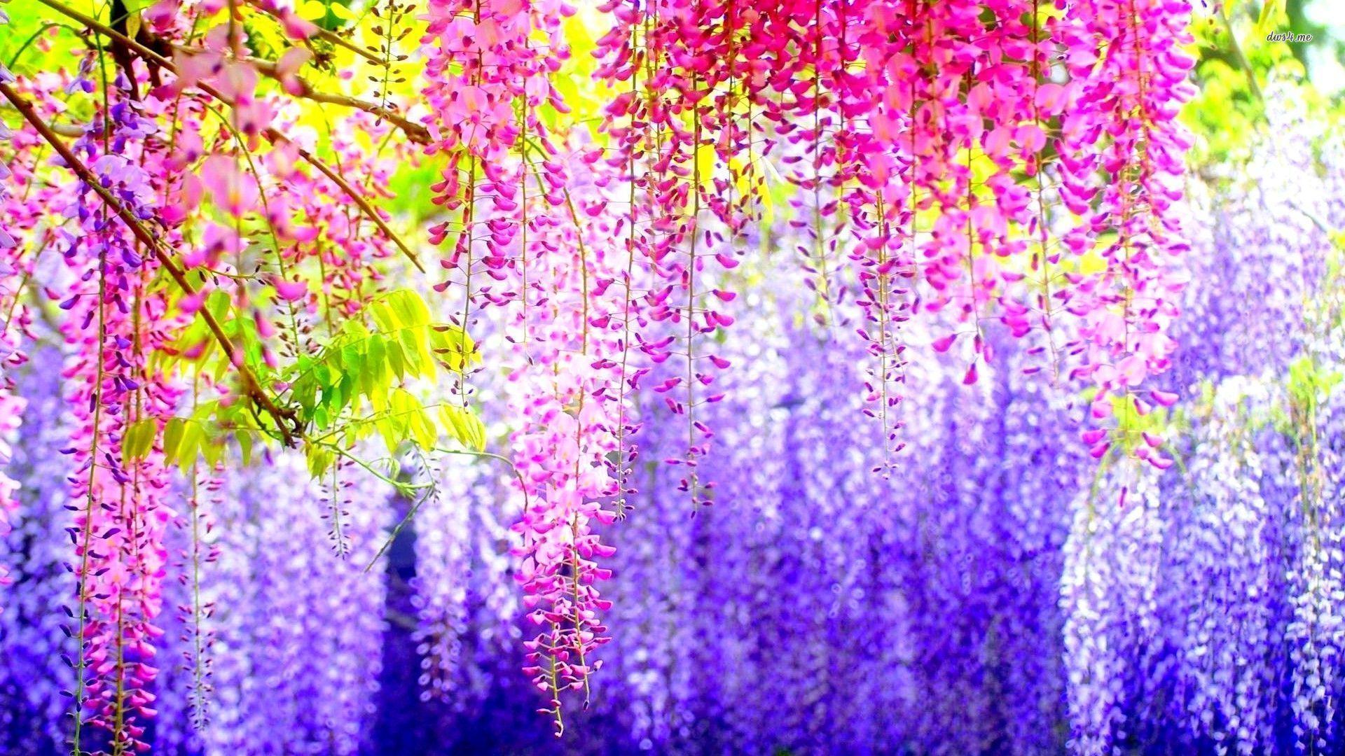 Wisteria Tree Wallpapers Top Free Wisteria Tree Backgrounds