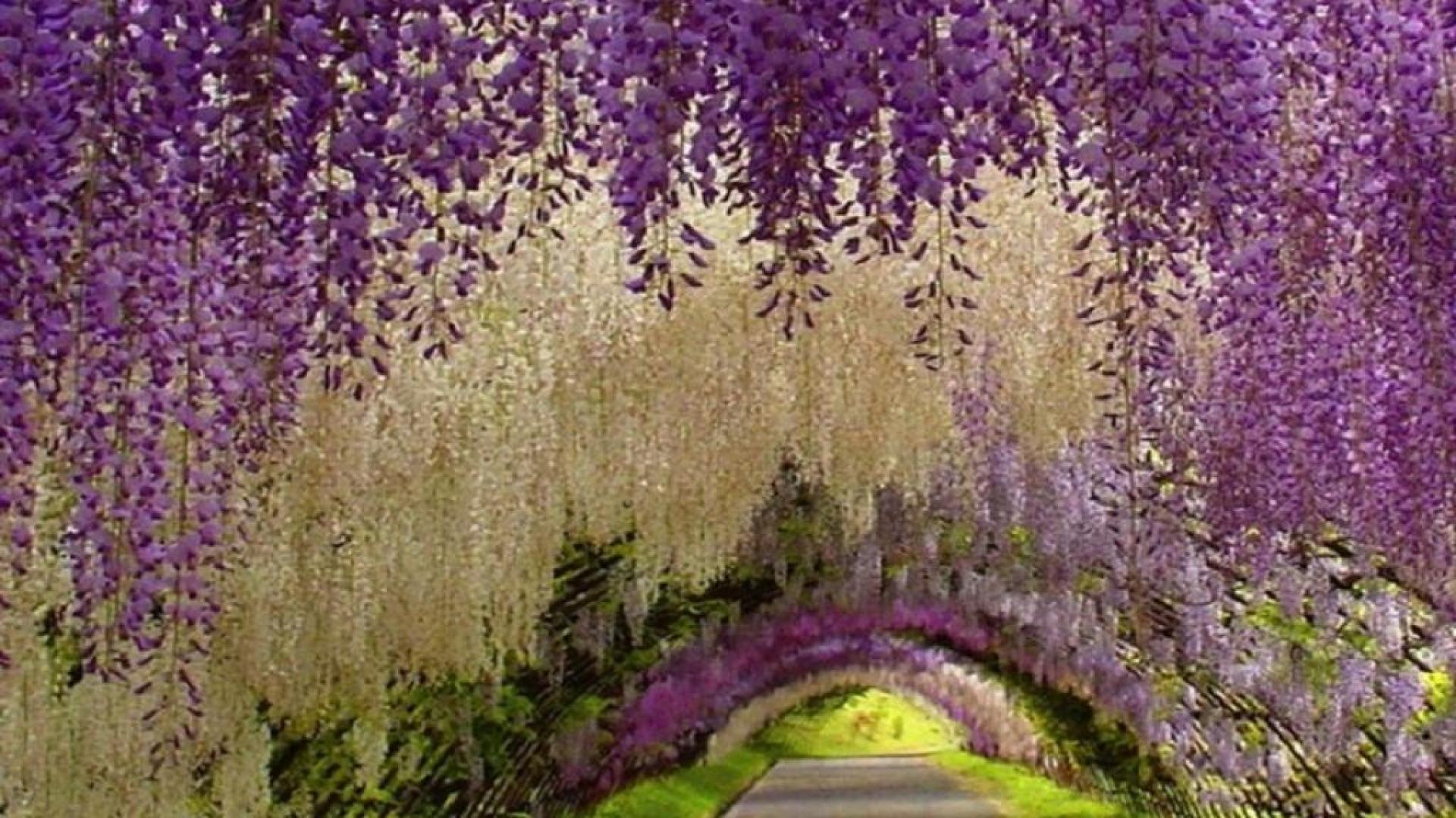 1920x1080 Wisteria wallpaperx1080