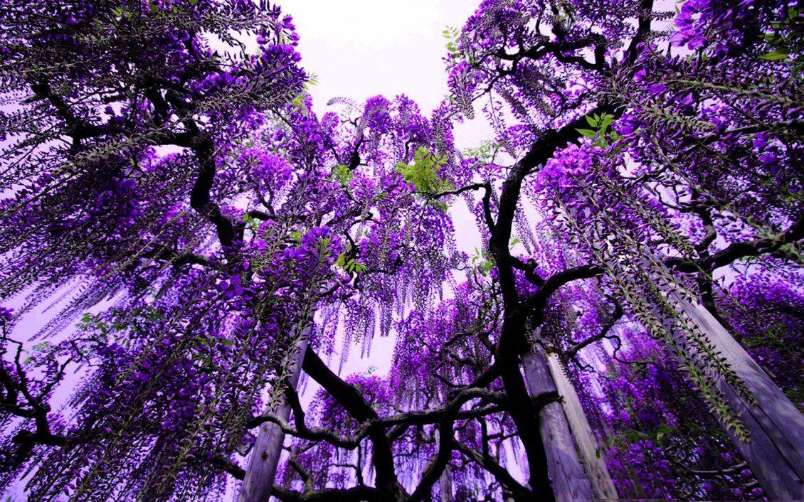 1130x706 Purple flowers in the trees