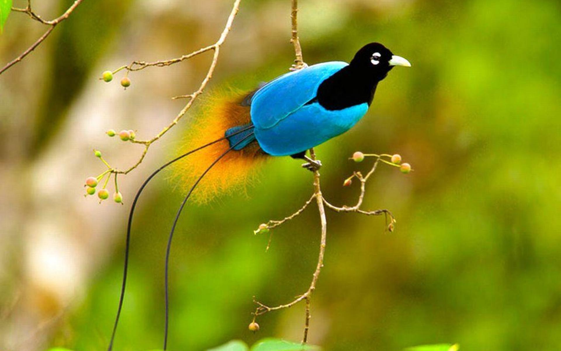Mind The Gap Birds of Paradise  Free Next Day Delivery  Designer  Wallpapers 