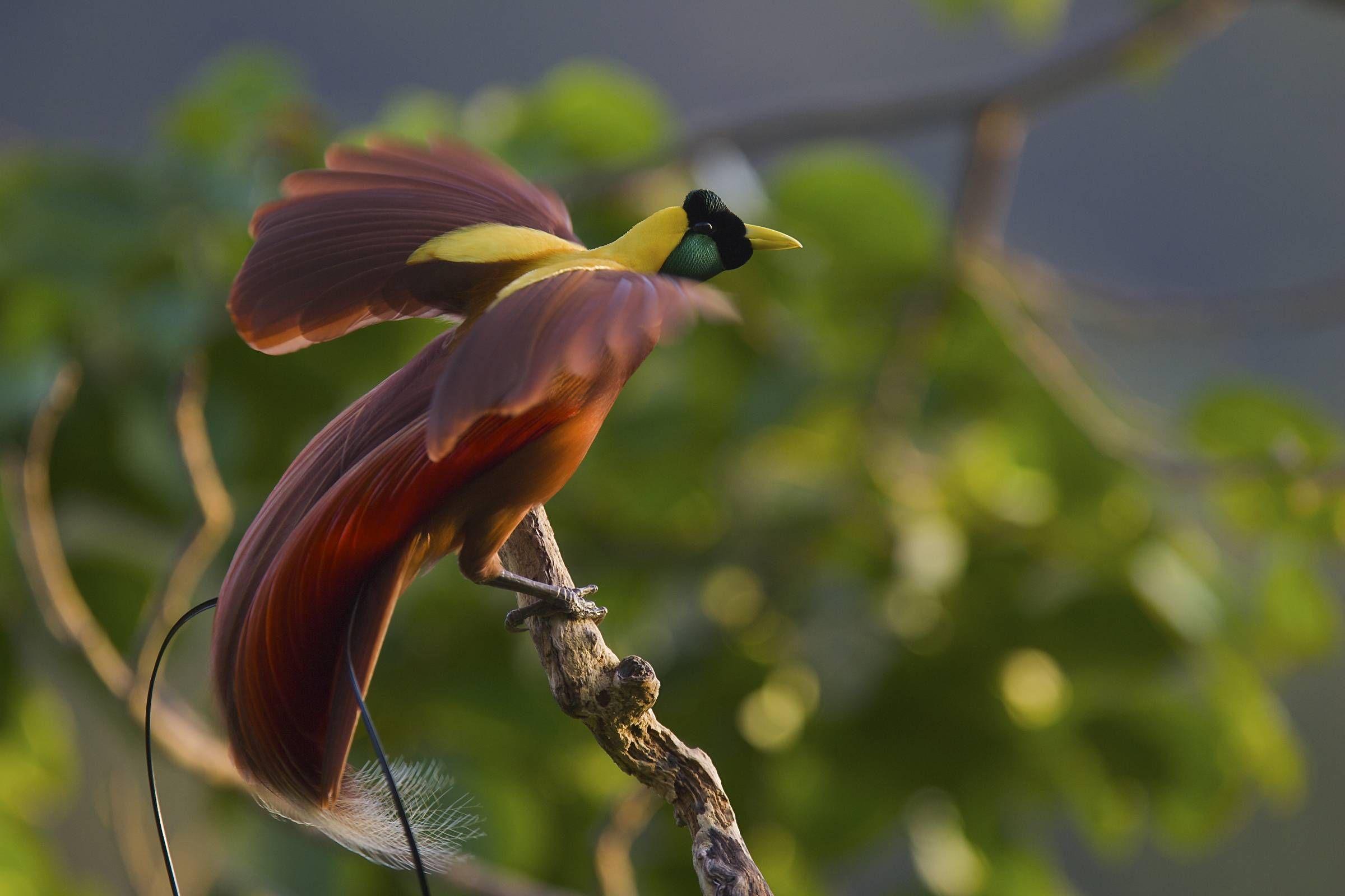 Виды красивых птиц. Красная шилоклювая Райская птица. Синеголовая великолепная Райская птица. Paradisaea Guilielmi. Райская птица Гоби.