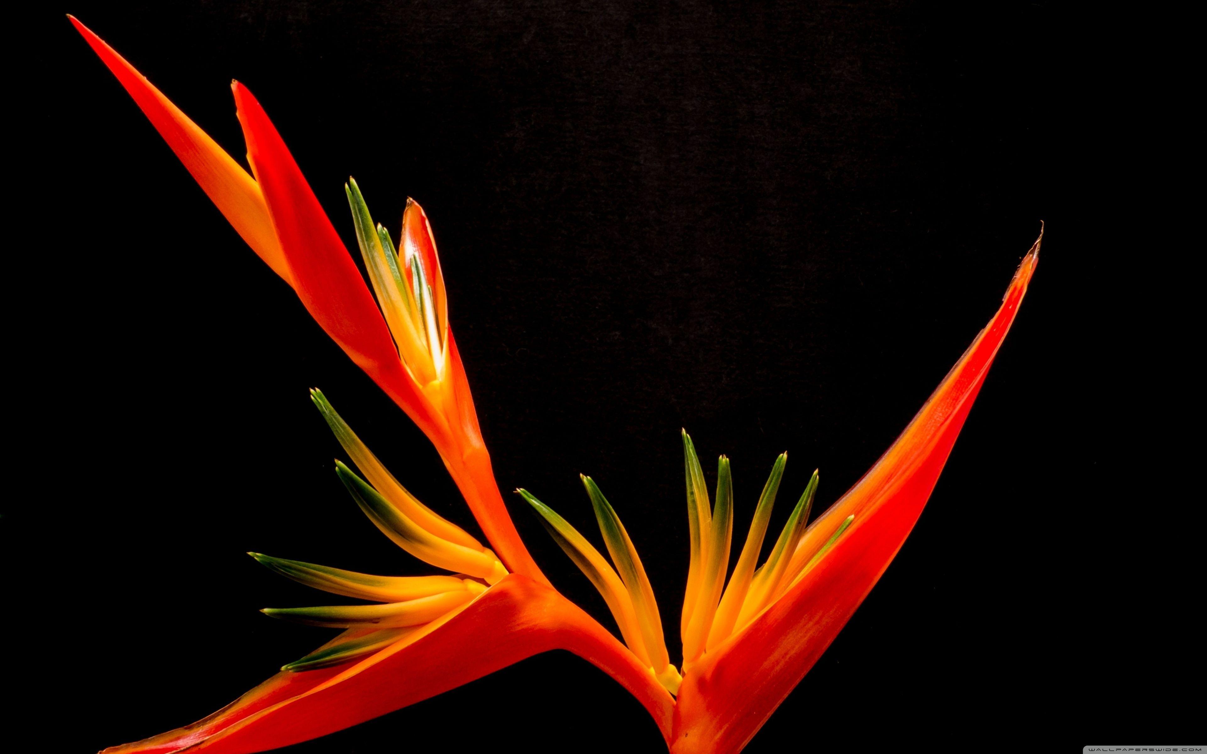 3840x2400 Bird Of Paradise Flower Ultra HD Desktop Background Wallpaper for 4K UHD TV : Widescreen & UltraWide Desktop & Laptop : Multi Display, Dual Monitor : Tablet