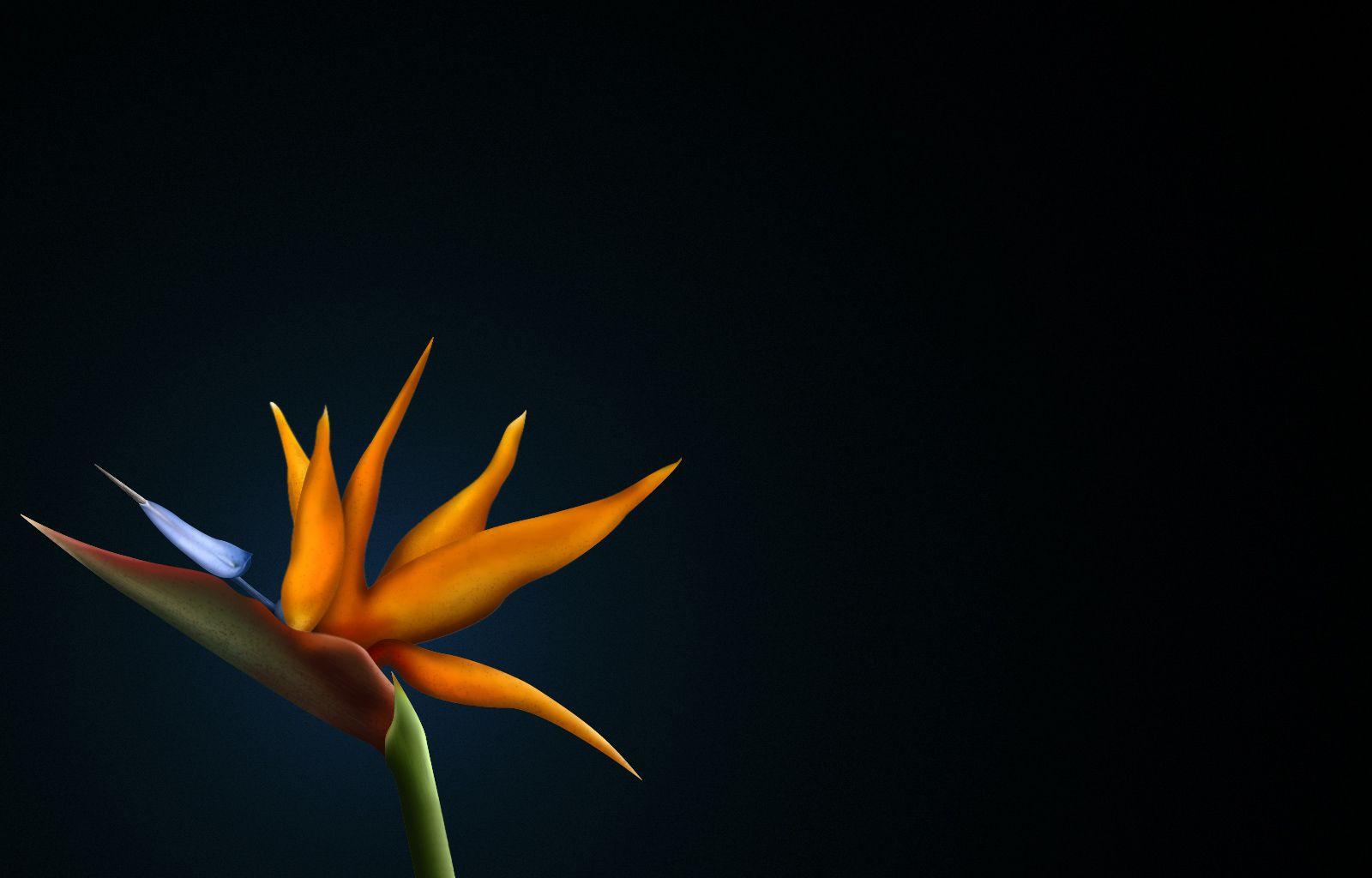 1600x1024 Free Bird of Paradise Flower Wallpaper
