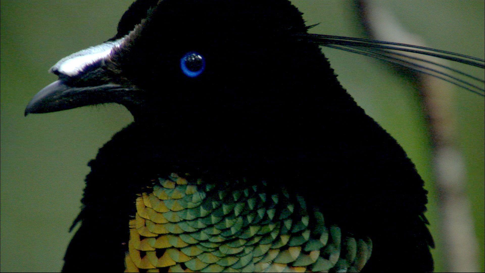 1920x1080 Birds of the Gods. Bird of Paradise Facts