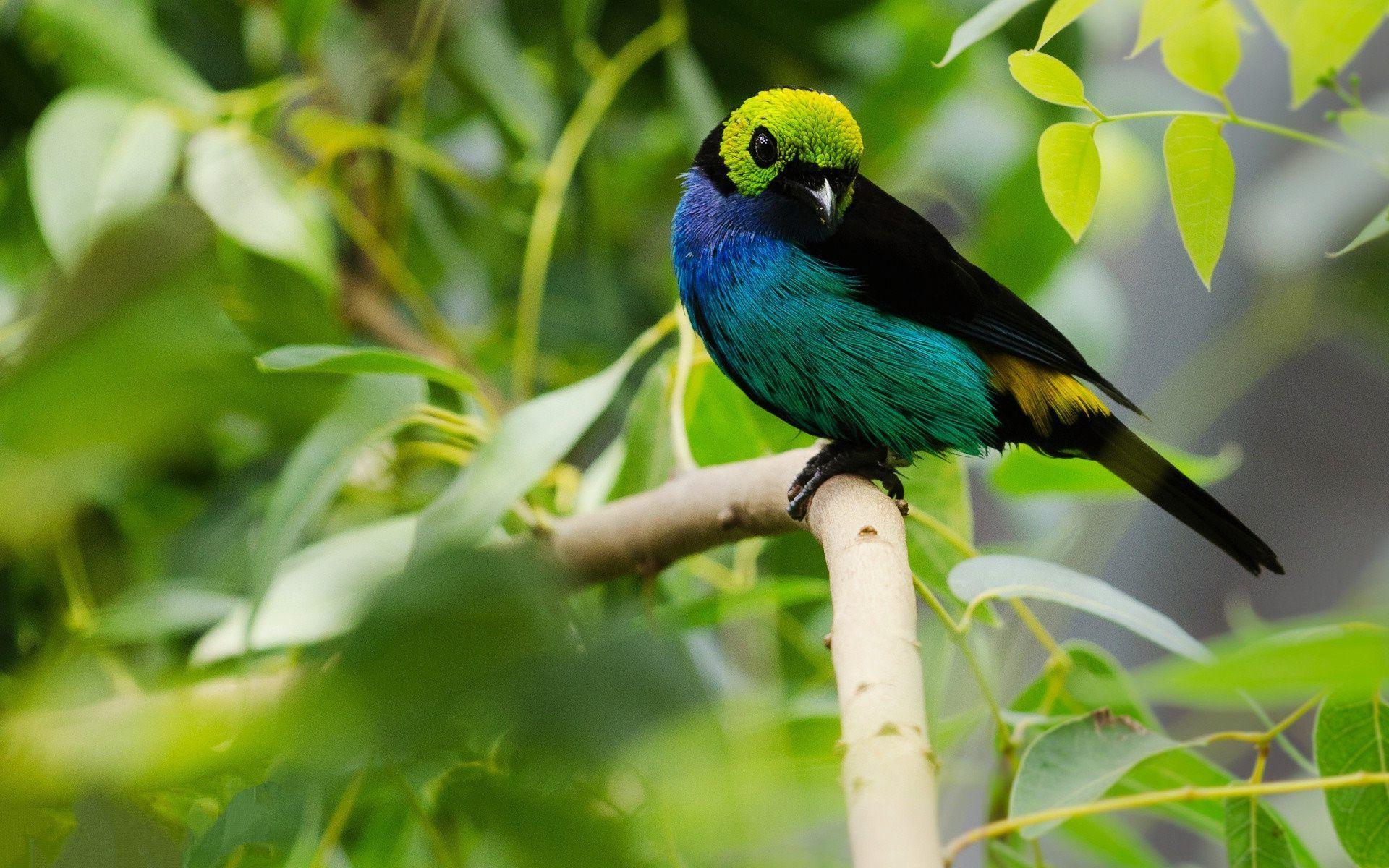 1920x1200 Free download Birds Of Paradise Image Best HD Wallpaper 6729