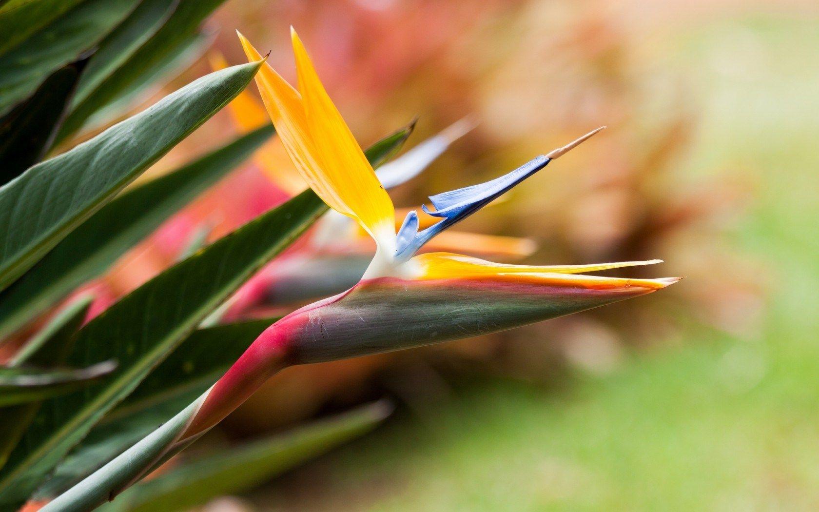 1680x1050 Bird of Paradise Background. Beautiful