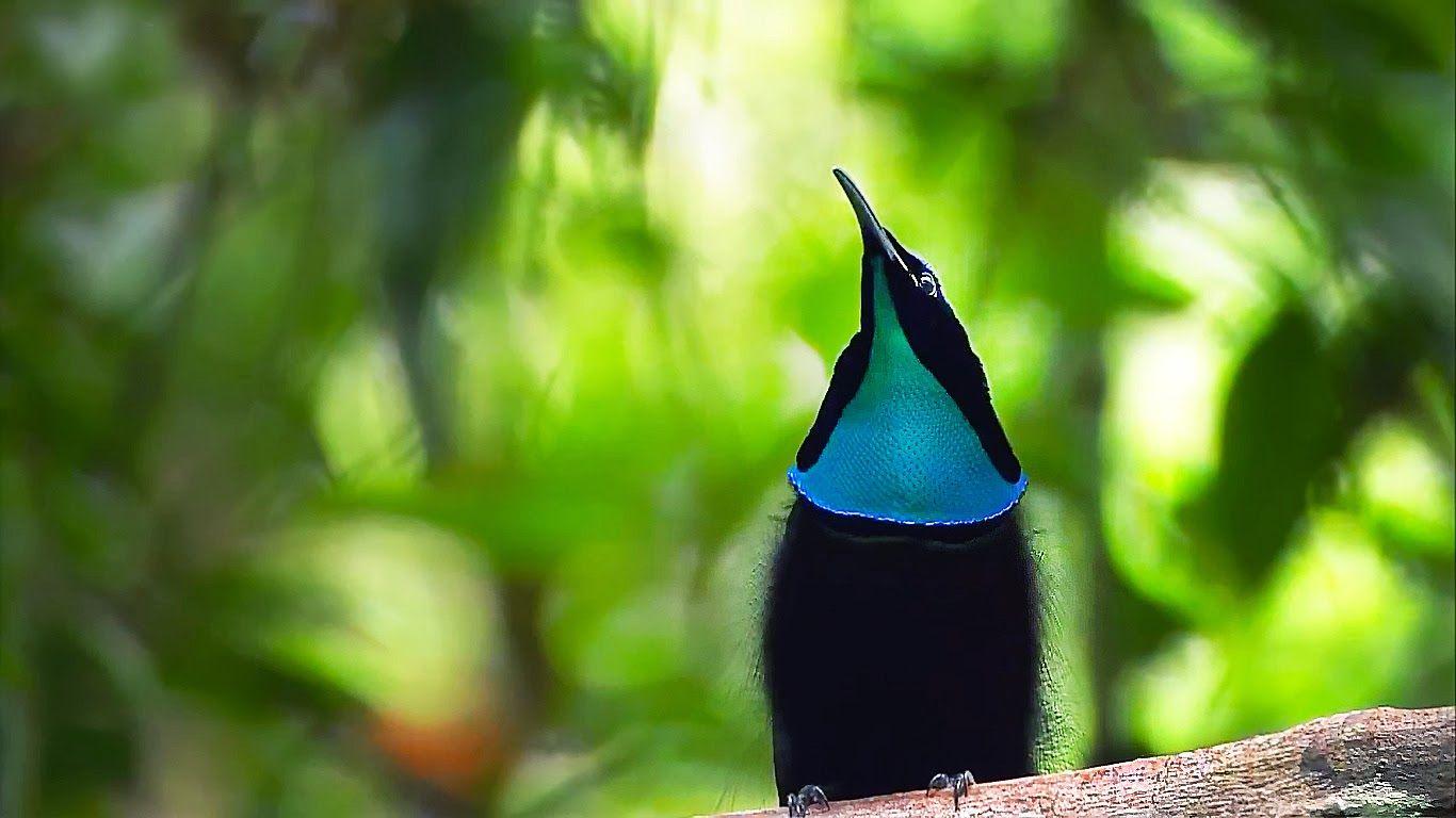 1366x768 Bird In Everything: Birds Of Paradise Wallpaper