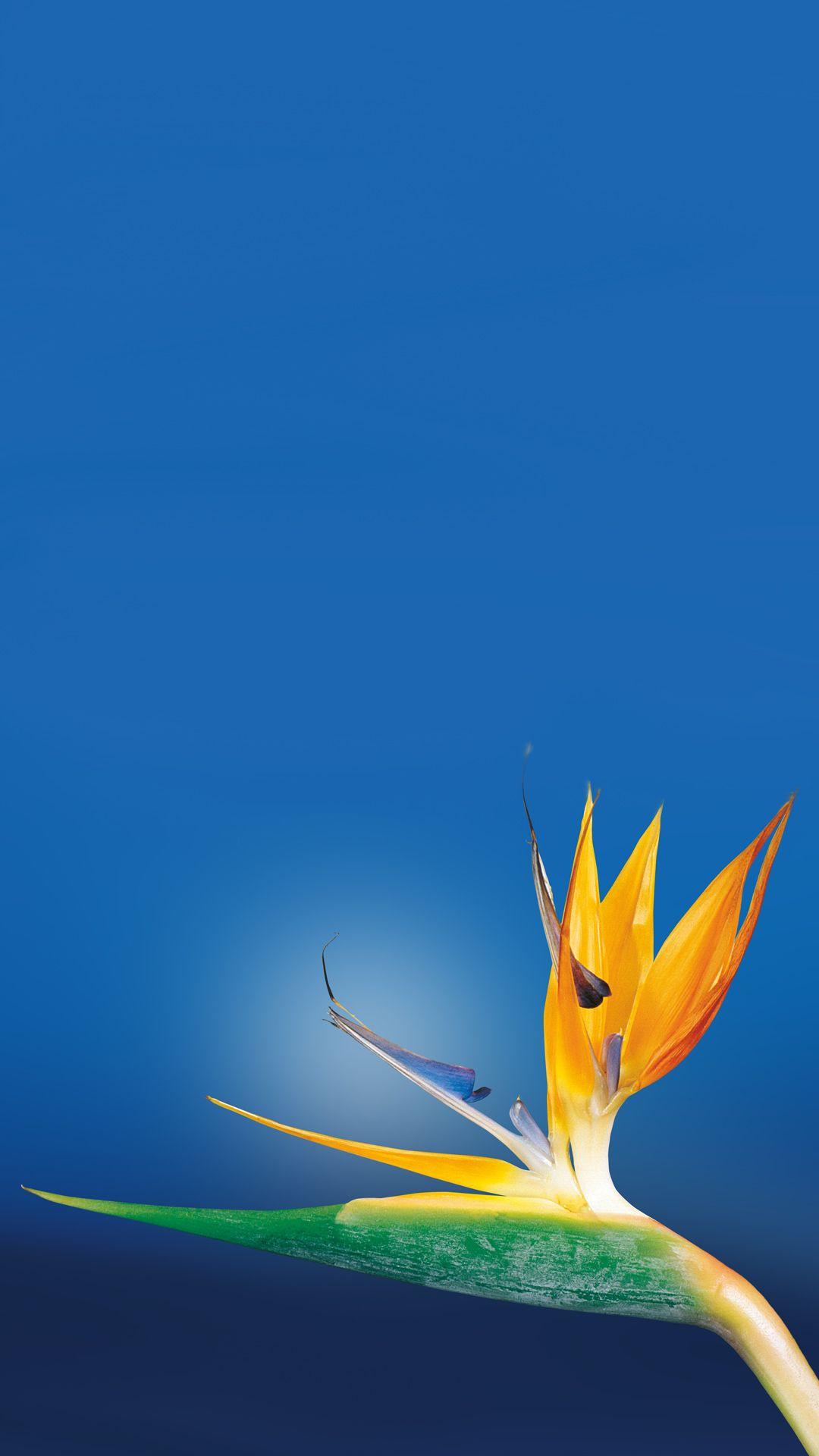 1080x1920 Bird Of Paradise Flower Close Up iPhone 8 Wallpaper Free Download