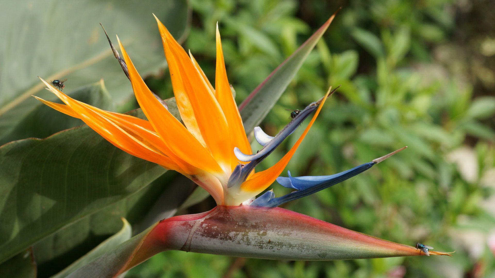 1920x1080 Bird Of Paradise Desktop Wallpaper 50612 1920x1080px