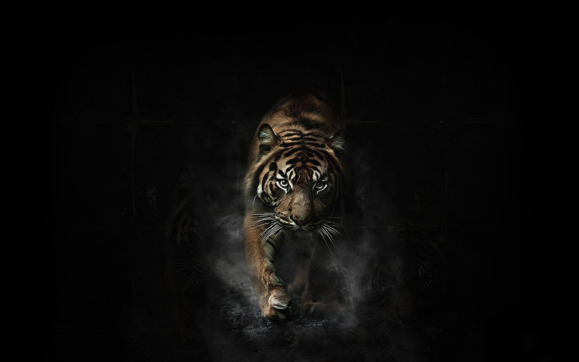 Black Tiger 3d Wallpaper Download Image Num 45