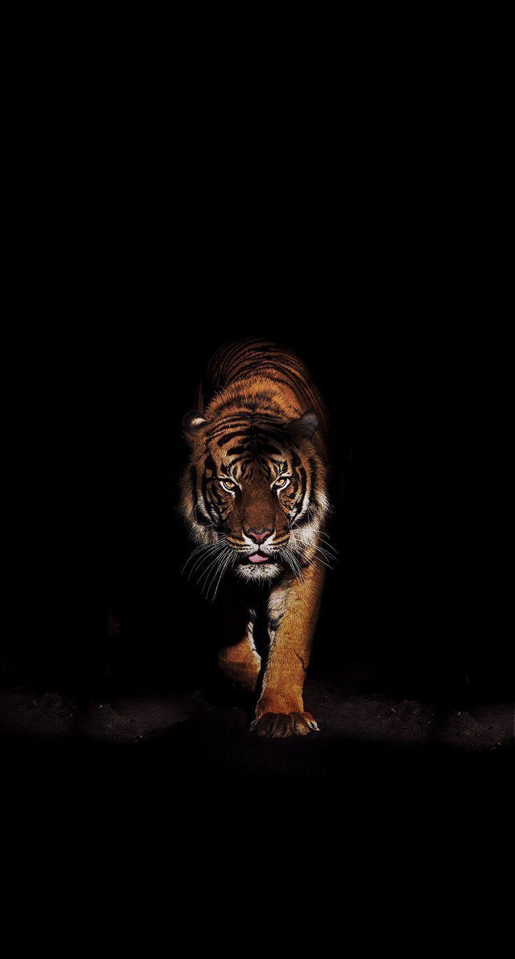 Dark Tiger Wallpapers - Top Free Dark Tiger Backgrounds - WallpaperAccess