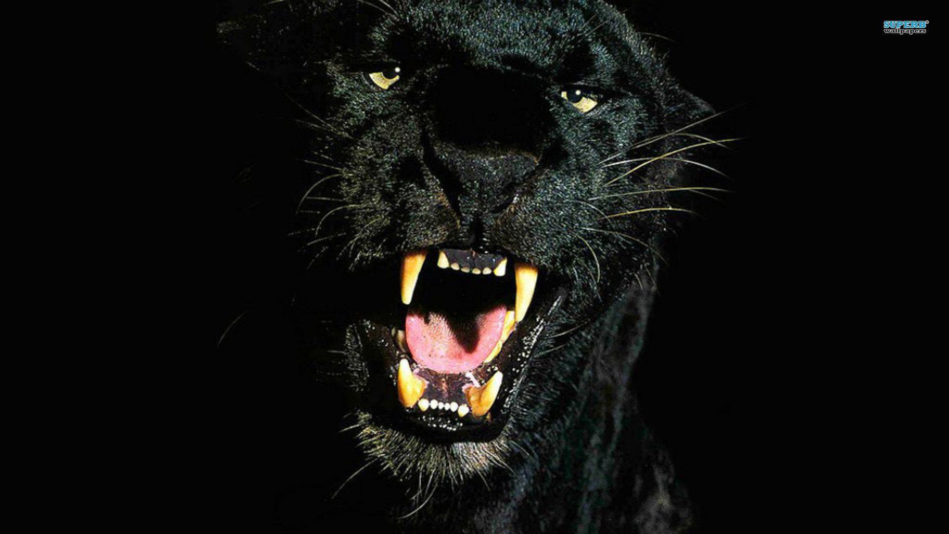 1920x1080 Black Cheetah Wallpaper