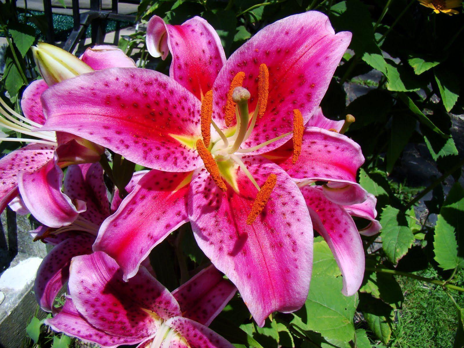 1600x1200 Tiger Lily Wallpaper