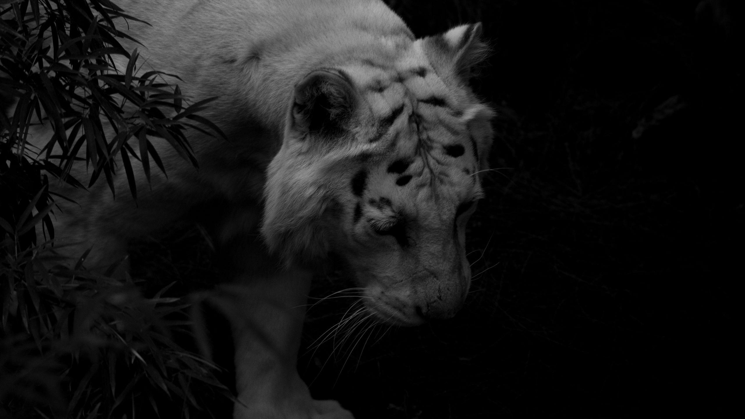 2560x1440 Download wallpaper 2560x1440 tiger, white tiger, predator, shadow