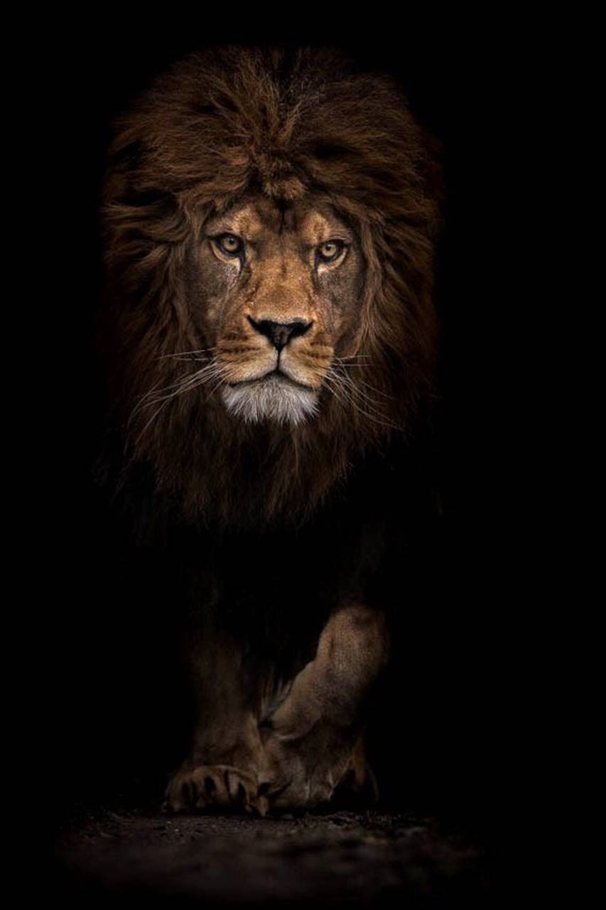 Aslan, lion, king, land, black, face, lions, HD phone wallpaper | Peakpx