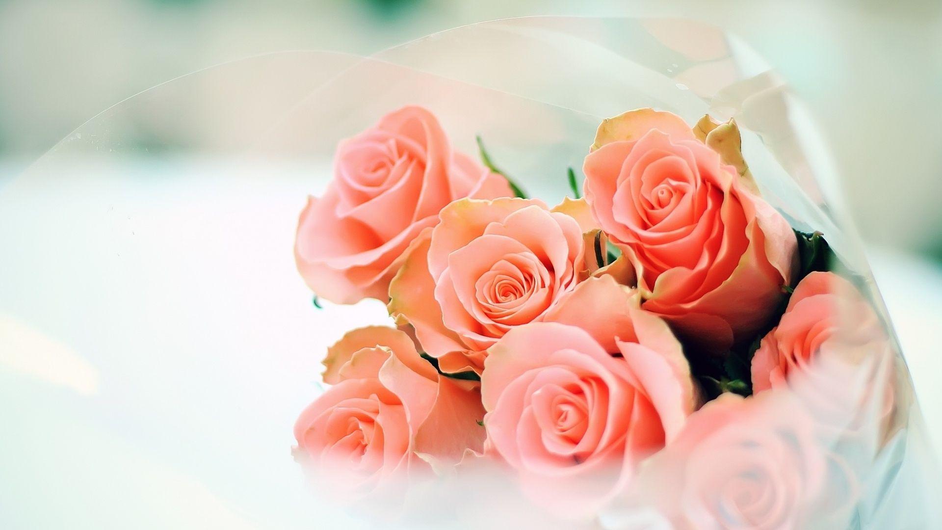 1920x1080 Peach Roses Flower HD Wallpaper 1920×1080 - رنگ مرجانی چه رنگی است
