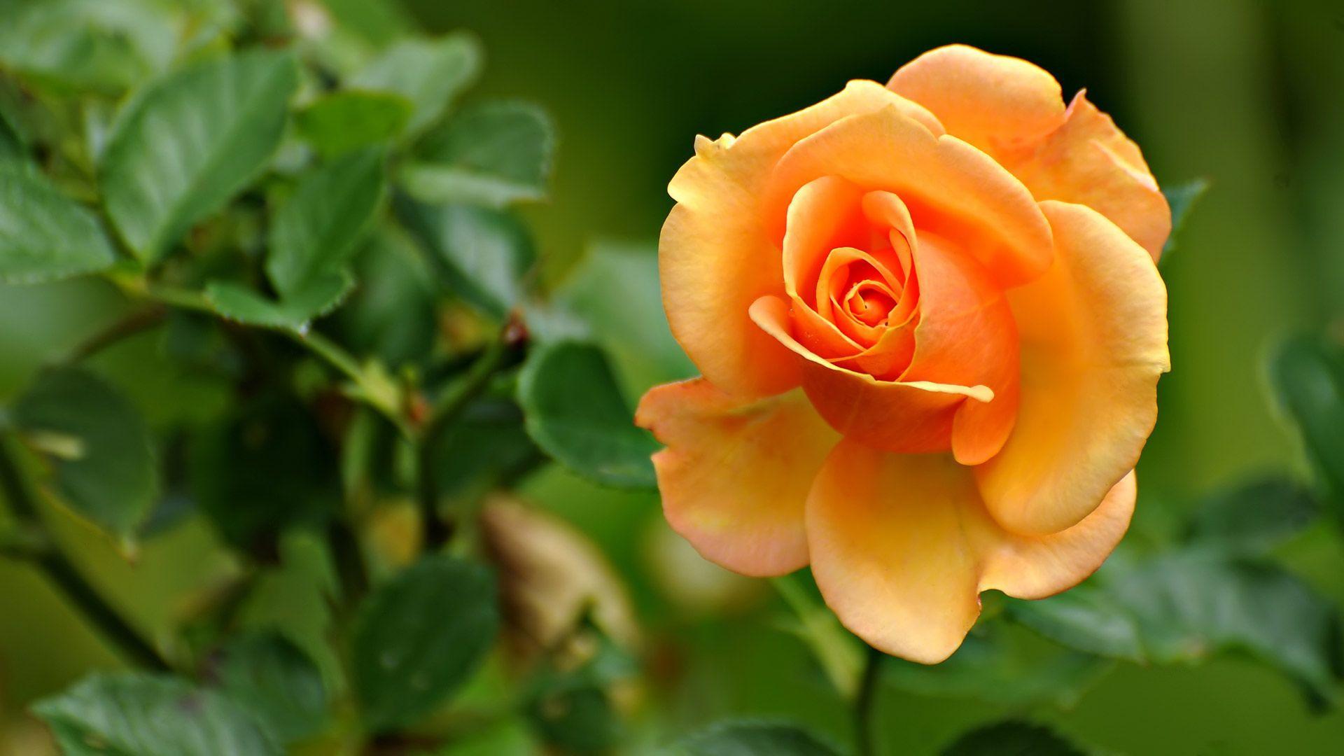 1920x1080 Peach, rose, colored, flowers, wallpaper, ecran, animal, life, fonds