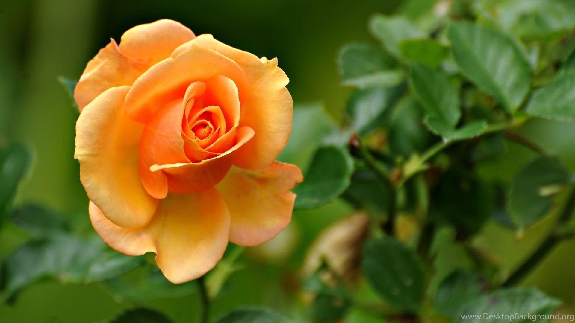 1920x1080 Peach Flowers HD Wallpaper, Peach Flower Image Desktop Background