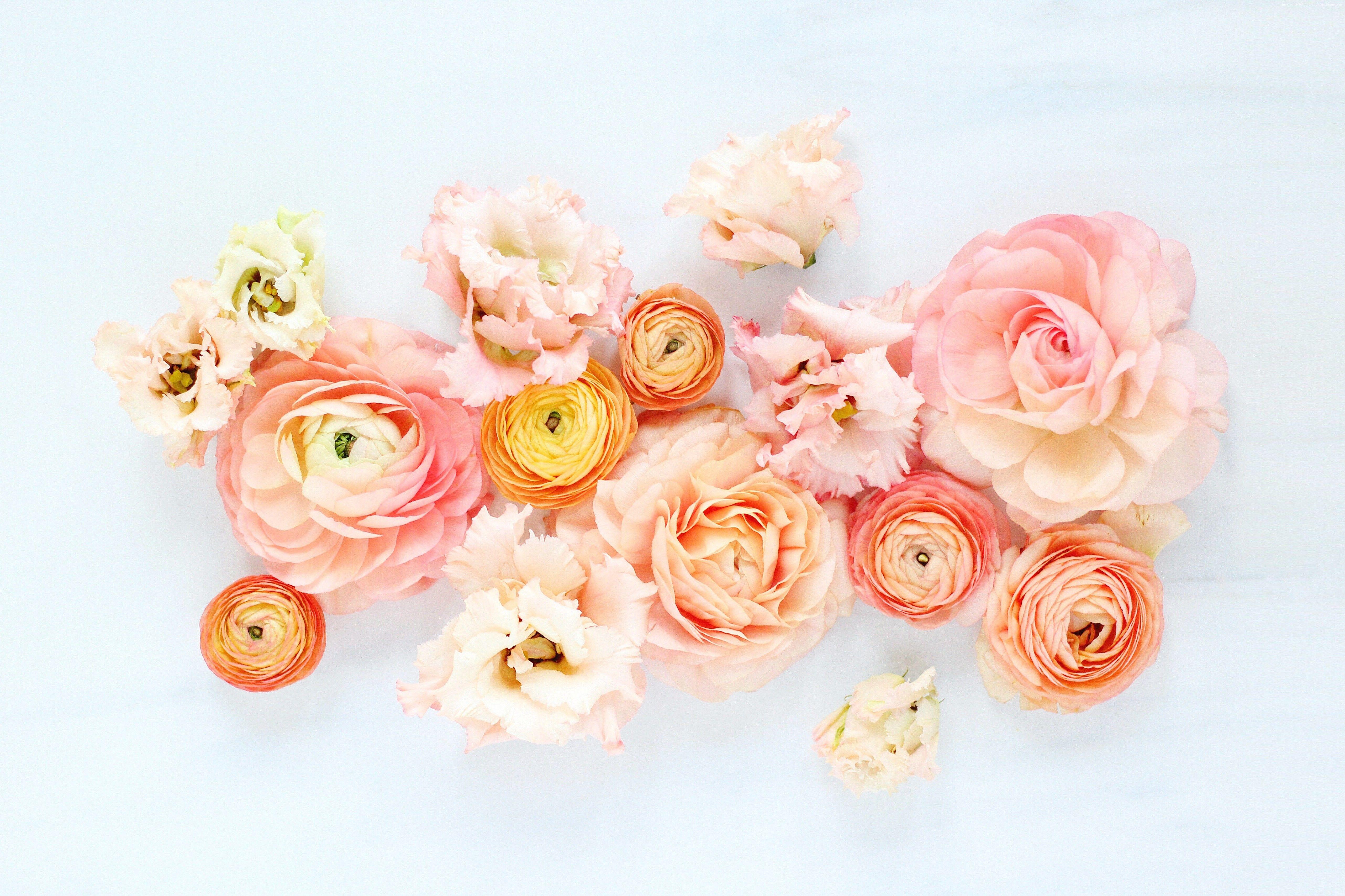 5125x3414 k, #flowers. Nature wallpaper and background. Mocah