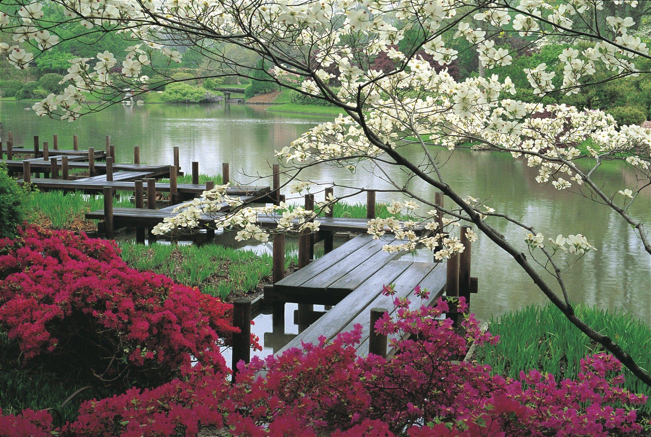 japanese cherry blossom garden wallpaper