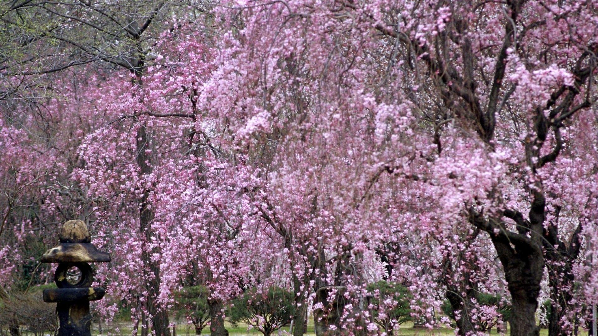 Japanese Garden Cherry Blossom Wallpapers - Top Free Japanese Garden ...