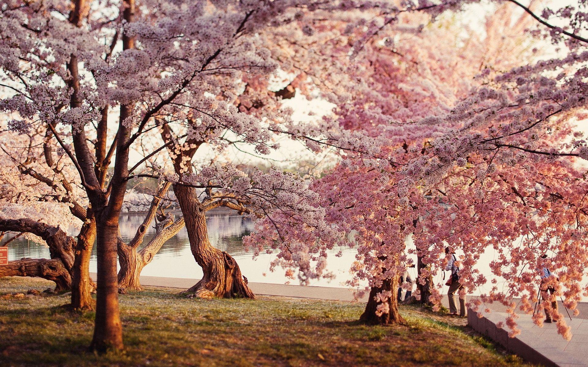 Japanese Garden Cherry Blossom Wallpapers - Top Free Japanese Garden