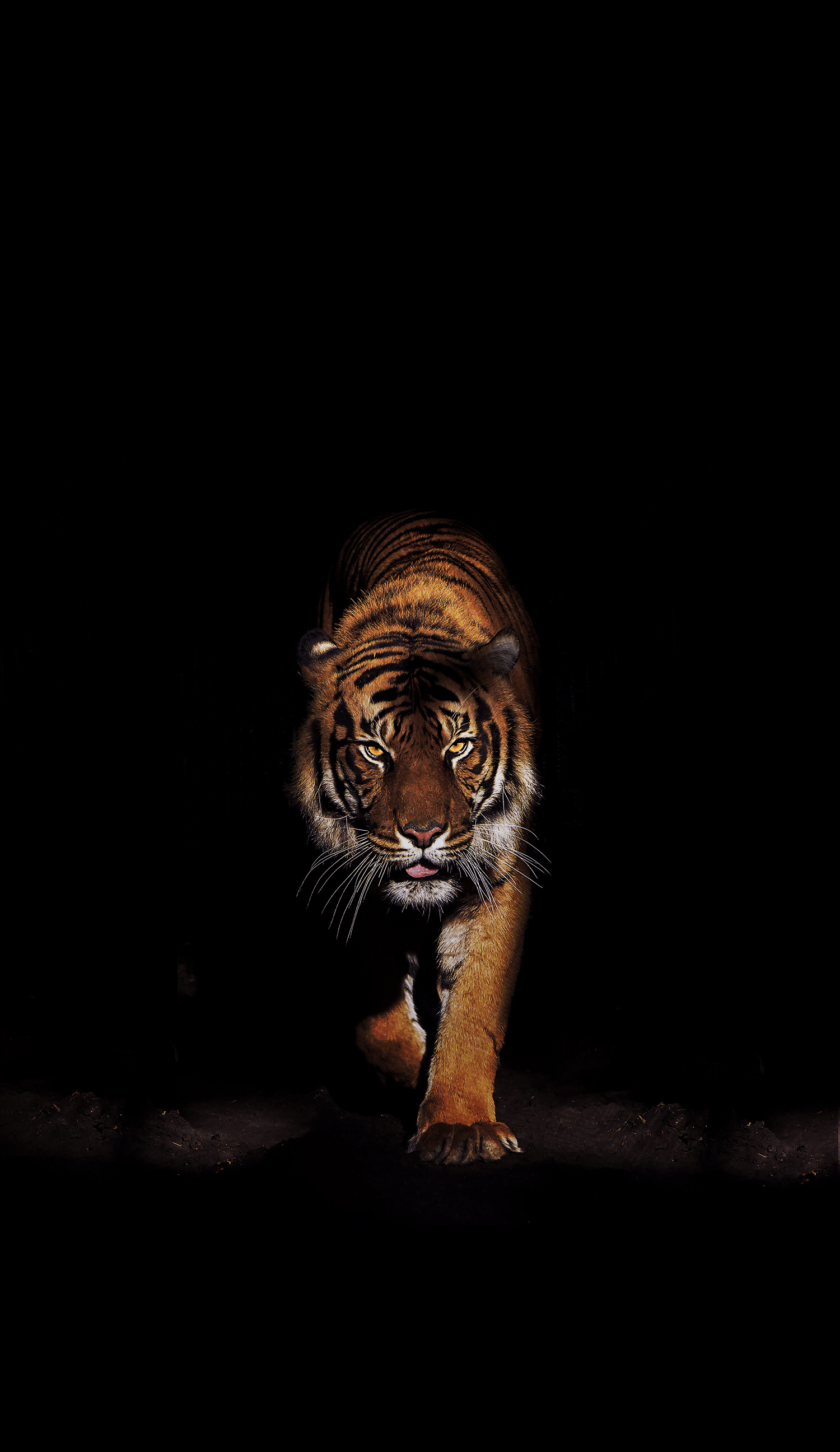 Black Tiger iPhone Wallpapers - Top Free Black Tiger iPhone Backgrounds -  WallpaperAccess