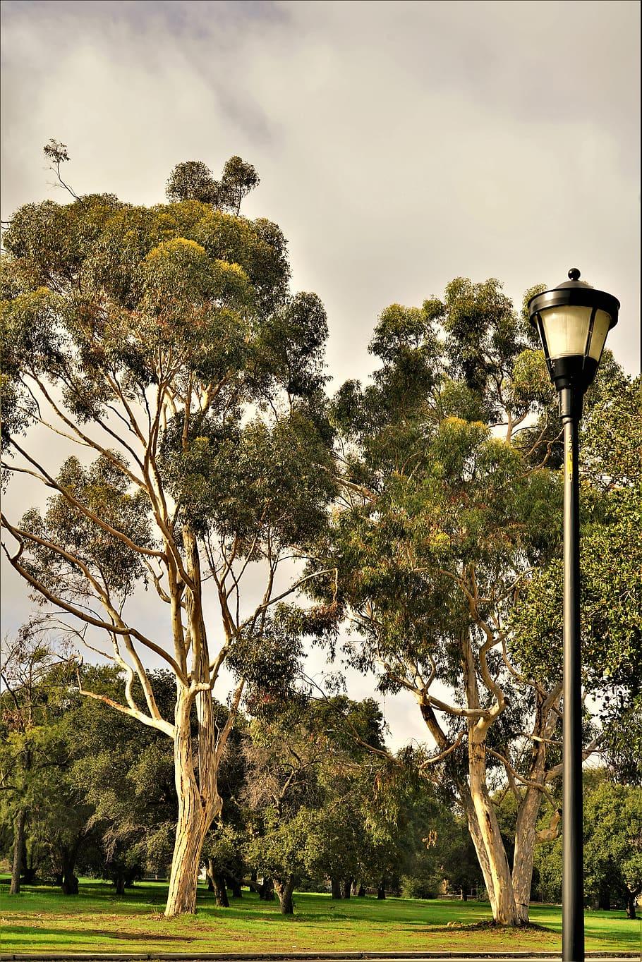 910x1364 HD wallpaper: united states, stanford, stanford calif, sky, lamp