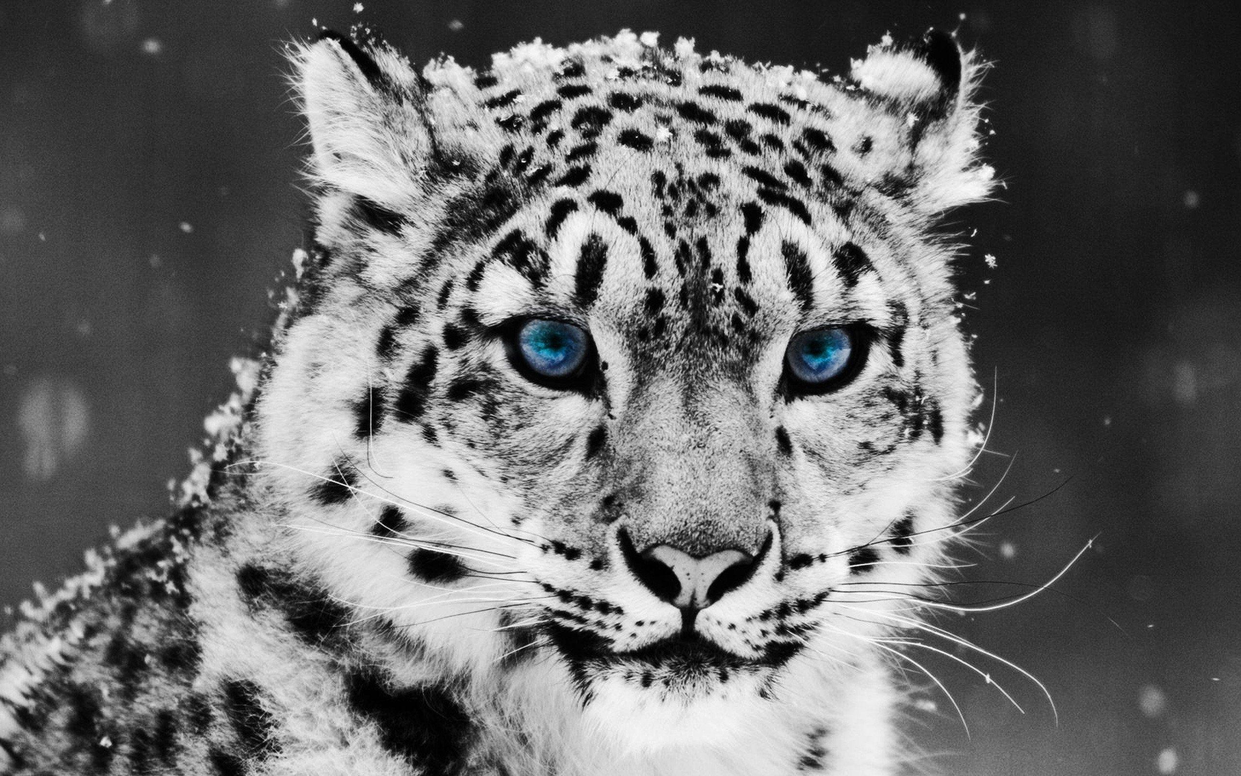 2560x1600 Tiger glacial eyes Wallpaper HD / Desktop and Mobile Background