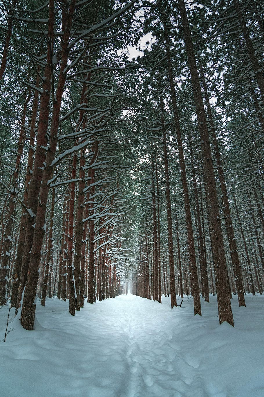 910x1367 Narnia 1080P, 2K, 4K, 5K HD wallpaper .