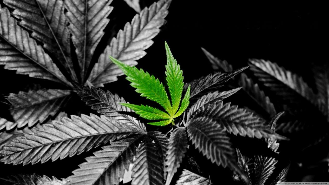 1366x768 Weed HD Wallpaper In Color Ultra HD Desktop Background Wallpaper