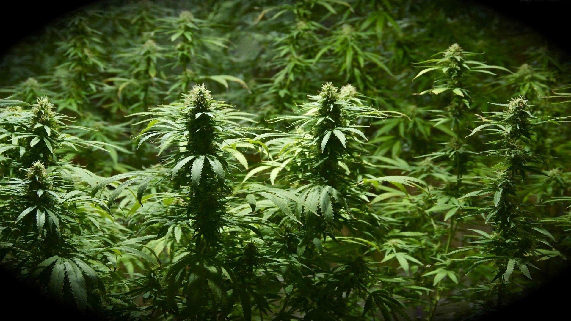 1920x1080 Landscapemarijuana, Mother Nature, Beautiful, Drugs, Nature
