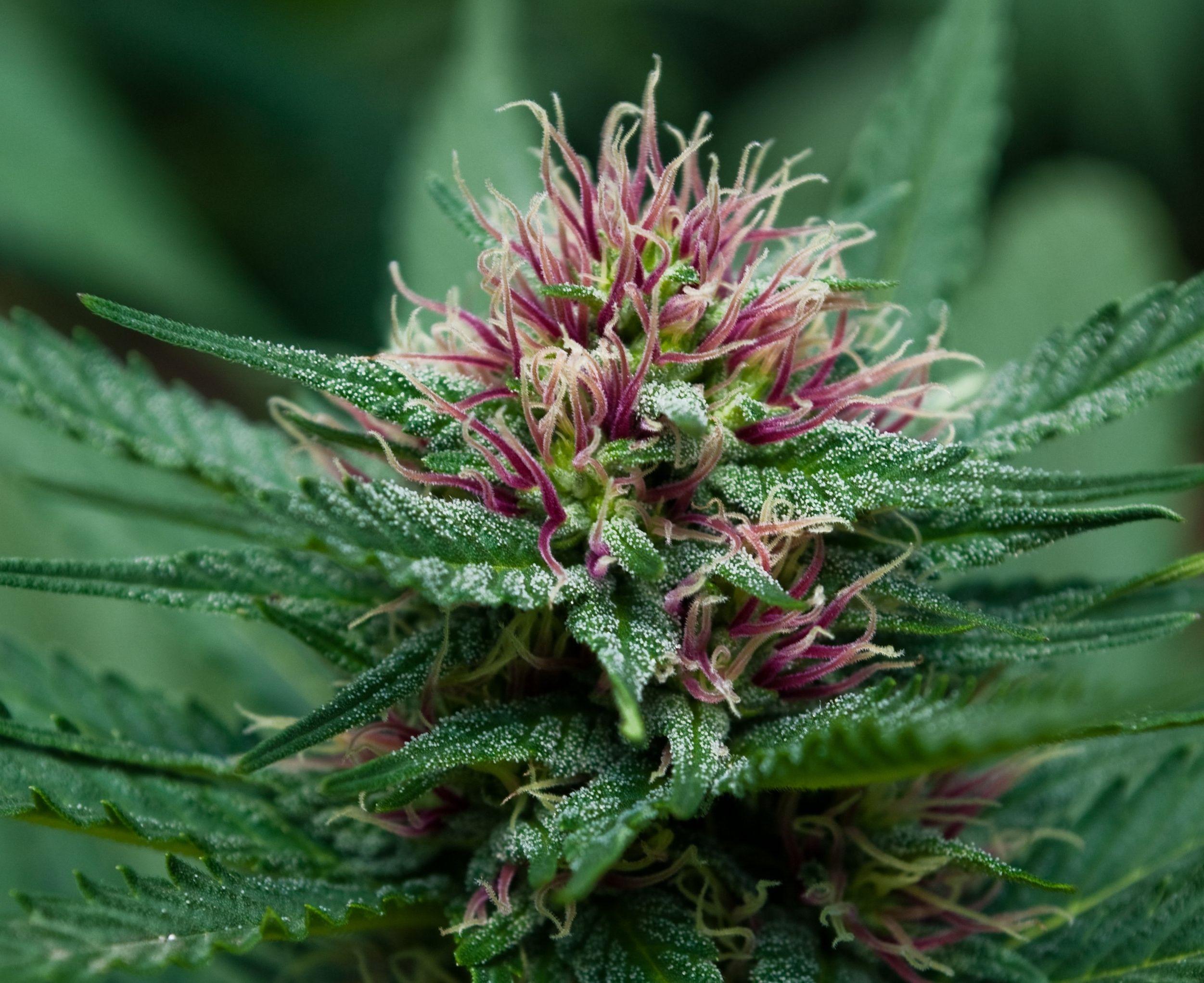 2502x2043 Marijuana Wallpaper HD