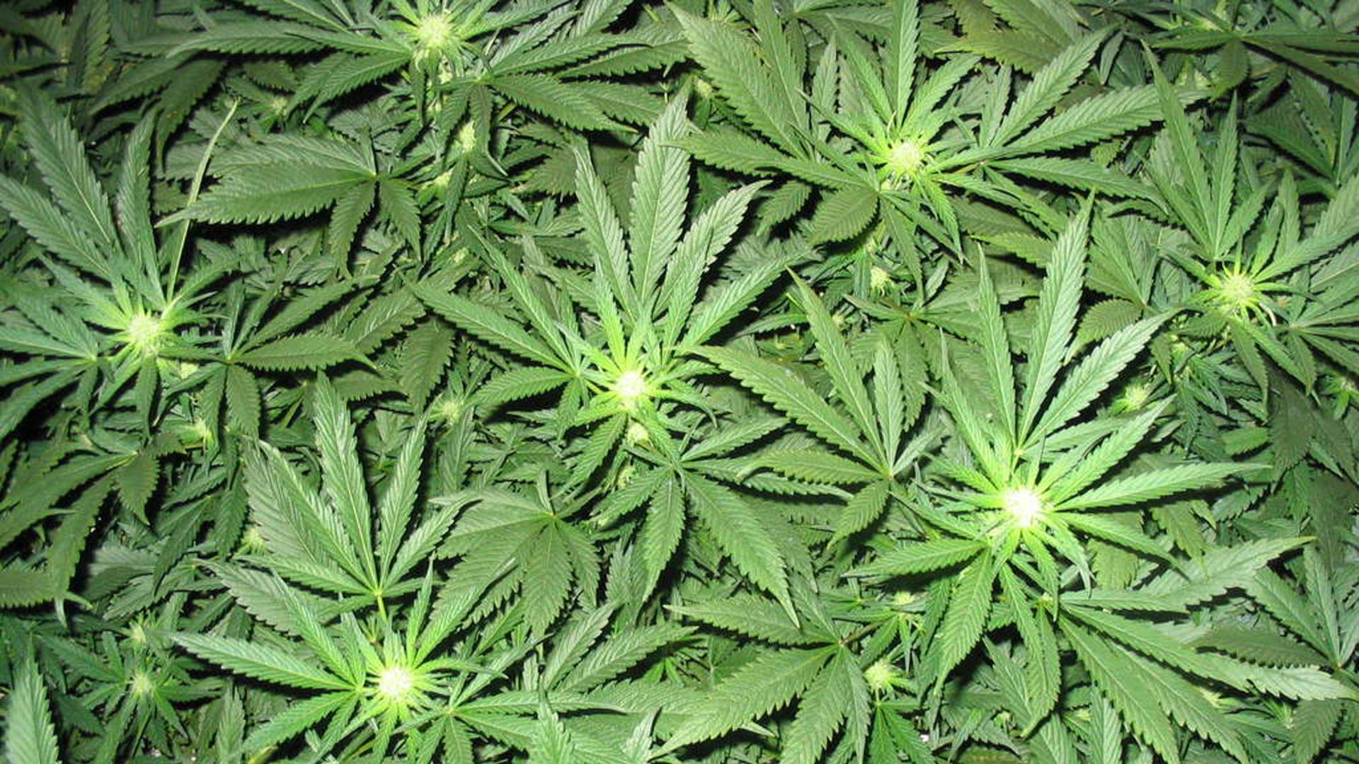1920x1080 Weed Desktop Wallpaper, Weed Image