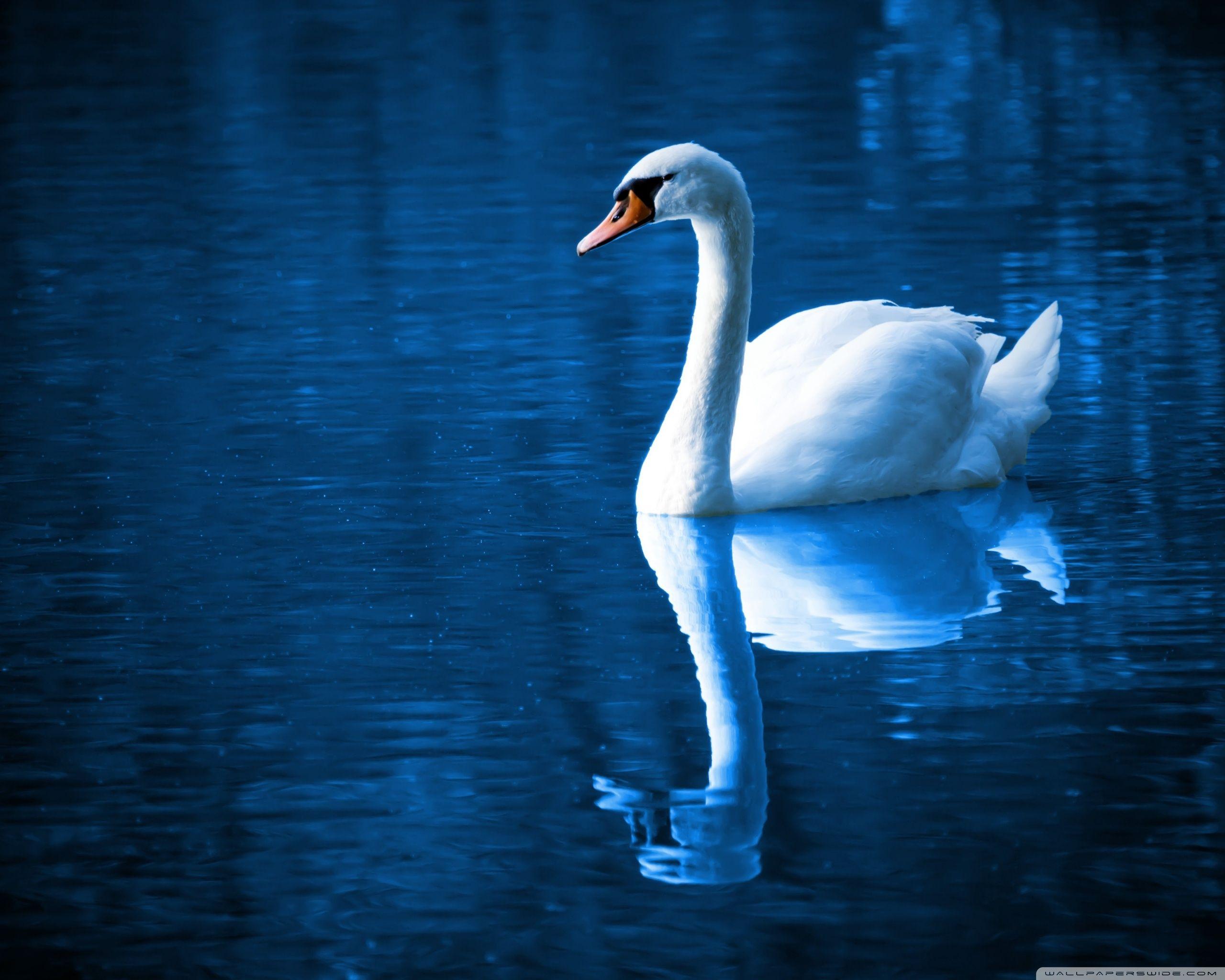 2560x2048 Beautiful Swan Ultra HD Desktop Background Wallpaper for 4K UHD TV