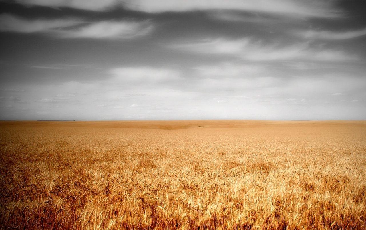1280x804 Wheat Field & Gray Sky wallpaper. Wheat Field & Gray Sky stock