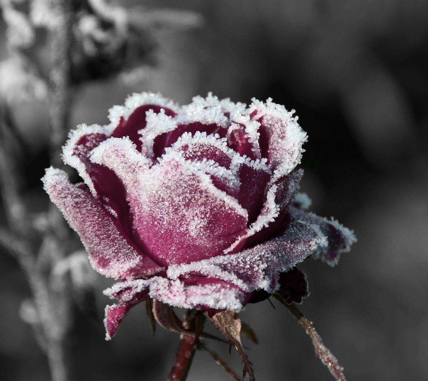 1440x1280 Hoa: Art Red Icy Rose Nature Flower Snow Wallpaper for Desktop