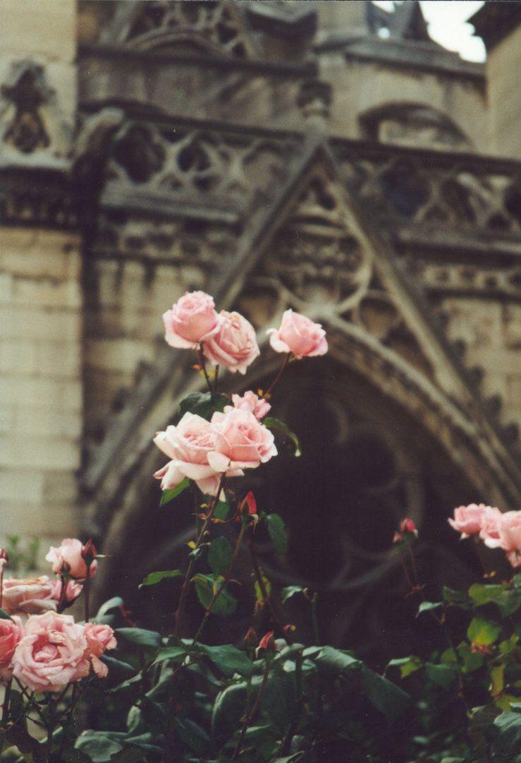 Hipster Rose Wallpapers - Top Free Hipster Rose Backgrounds ...