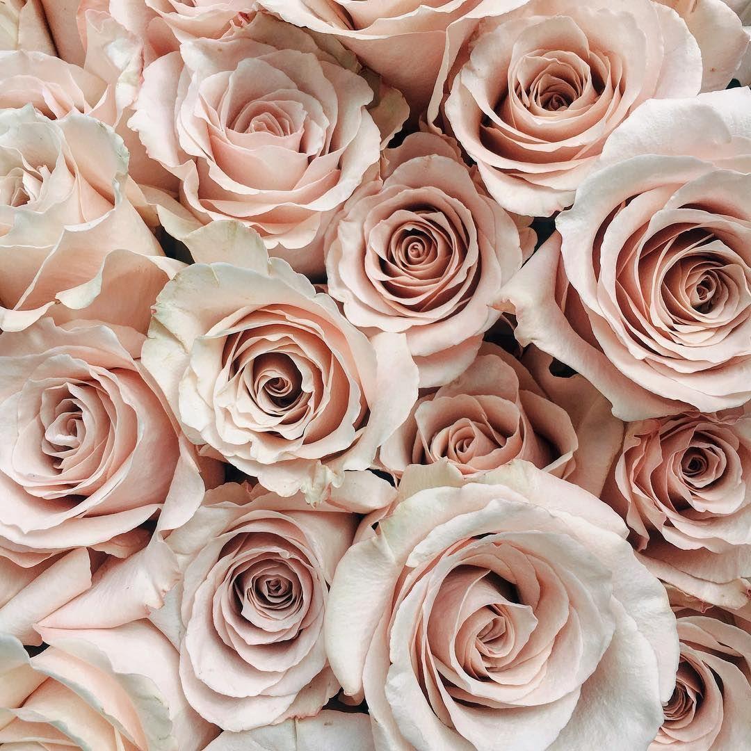 Hipster Rose Wallpapers - Top Free Hipster Rose Backgrounds ...