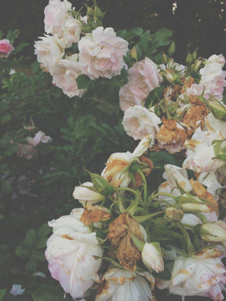 Hipster Rose Wallpapers - Top Free Hipster Rose Backgrounds ...