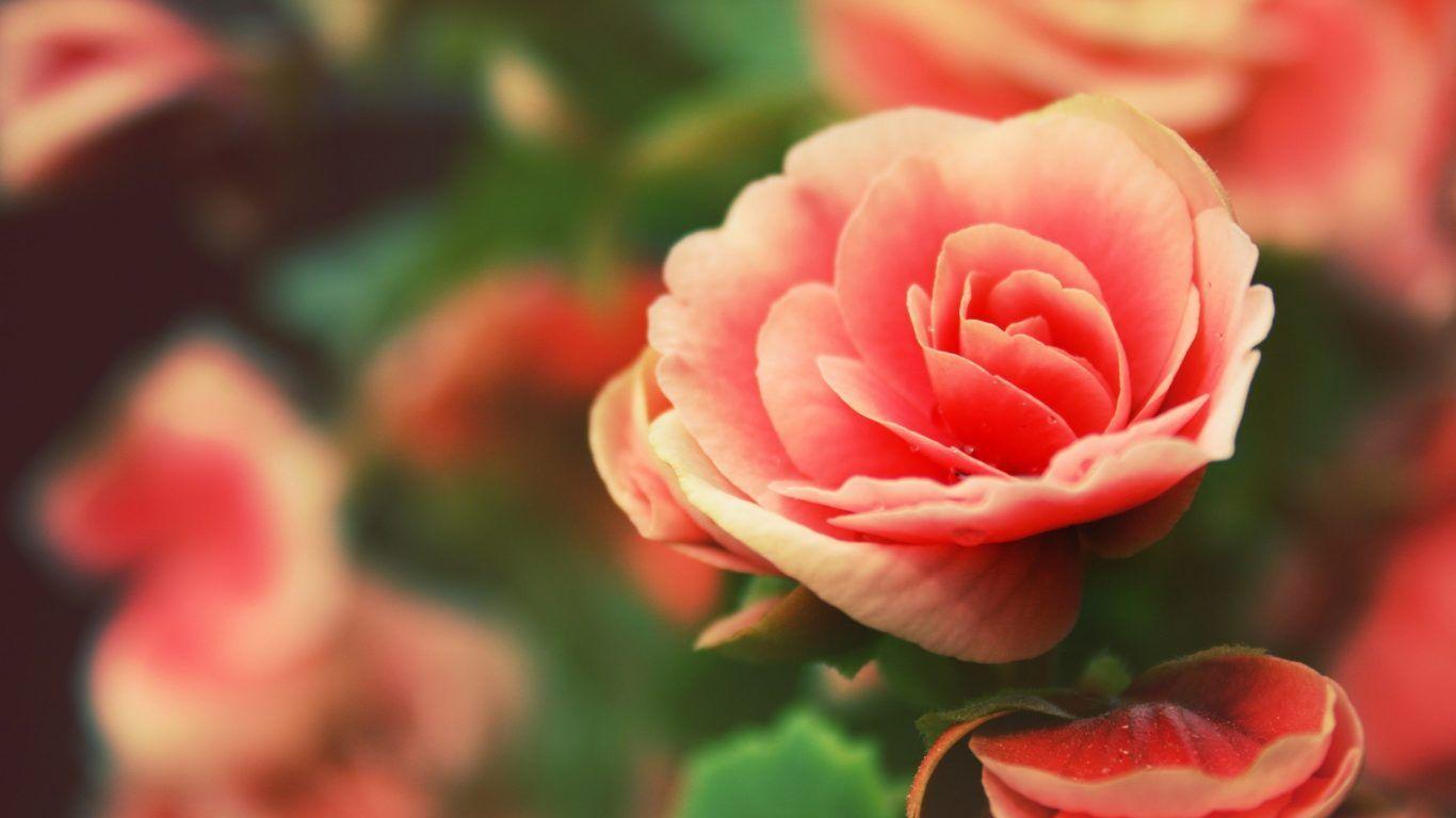 Hipster Rose Wallpapers - Top Free Hipster Rose Backgrounds ...