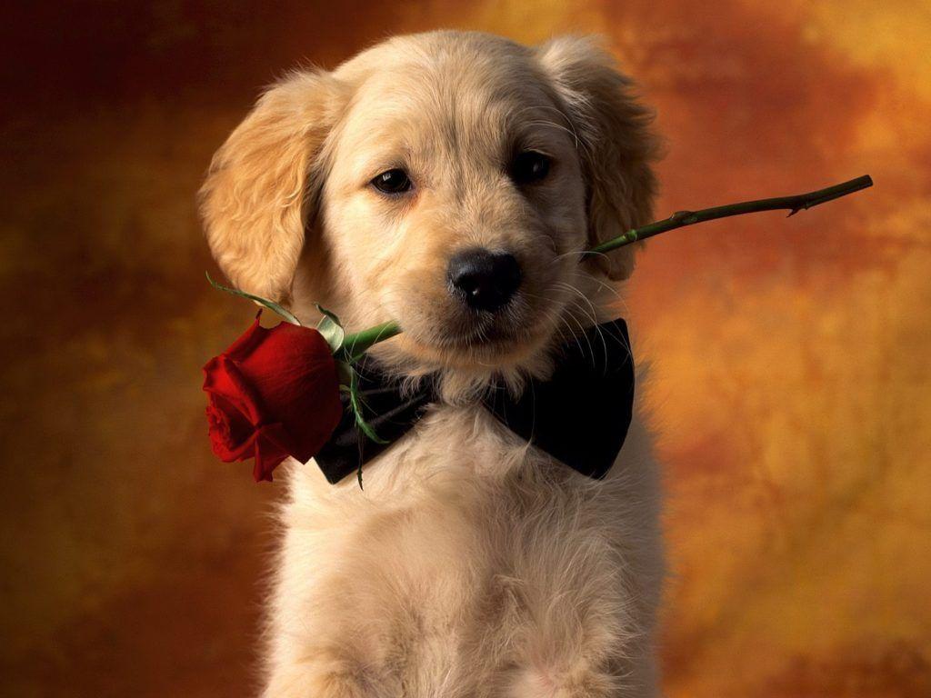 1024x768 love puppy ultra HD 32k wallpaper HD Wallpaper
